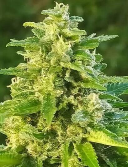 Montez le volume du THC !