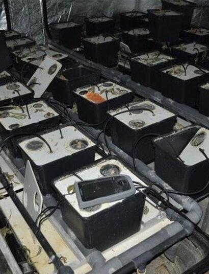 Une culture de cannabis abandonnée dans le département des Vosges