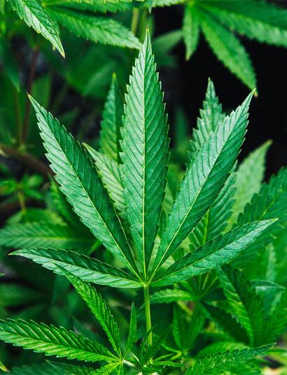 Warum Wasserqualität entscheidend ist: Alles über pH-Werte, EC-Messung, Umkehrosmose & Regenwasser für .gute Cannabis Pflanzen.