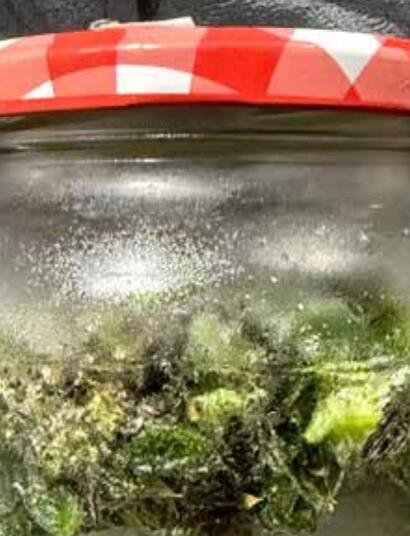 Water hash : comment choisir les variétés les mieux adaptées ?