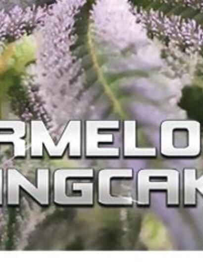 Watermelon Weddingcake