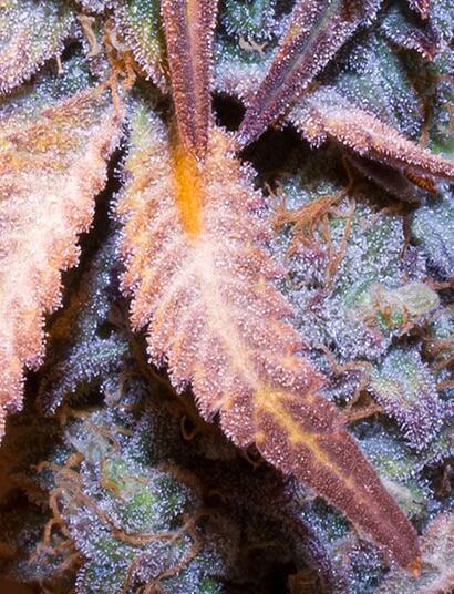 Watermelon Weddingcake