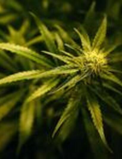 The Best Cannabis Strains of 2019: Highlife Cup