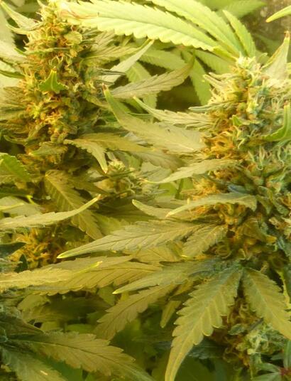 Peut-on être allergiqueà la weed ?