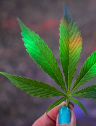 Administración liposomal: mejorando la eficiencia y potencia del CBD