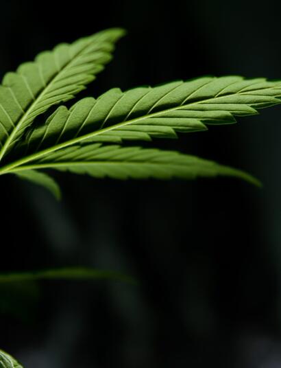 Weedmaps jde na burzu