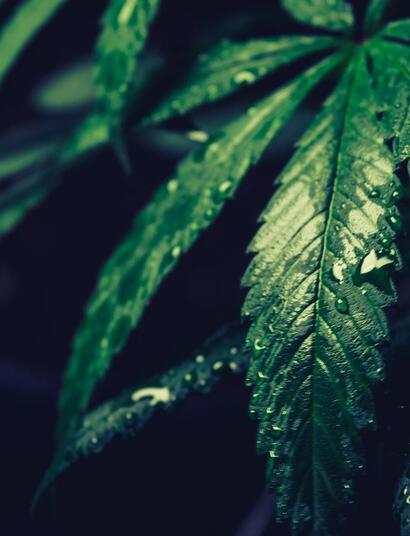 leaves of marijuana.