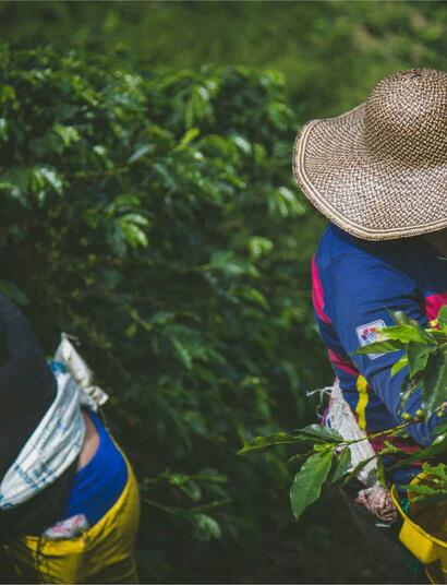 Colombia: el presidente quiere una reforma del cannabis