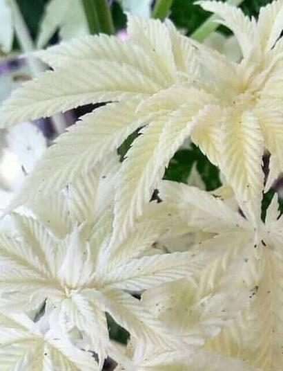 Albino cannabis plants are a rare occurrence characterized by a lack of chlorophyll.
