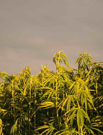 One of the main reasons people are turning to hemp CBD is its potential therapeutic effects