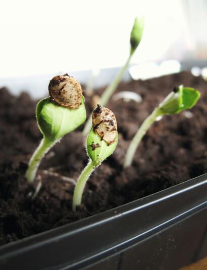 Maximum Germination is Essential for  a successful Grow and End Product