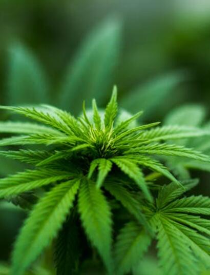 What Does German Reform Mean for Europe?