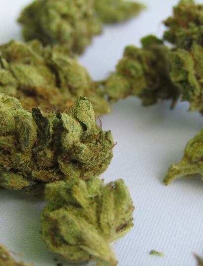 The odour of cannabis is influenced by several factors, with the most crucial being the timing of the harvest
