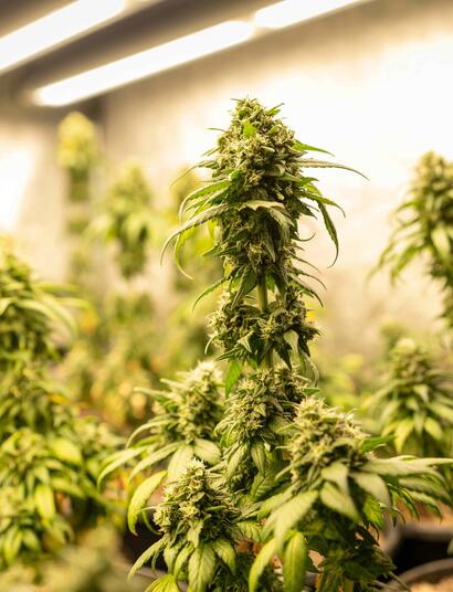They help plants grow stronger and healthier by enhancing nutrient uptake, supporting root development, and providing protection against diseases.