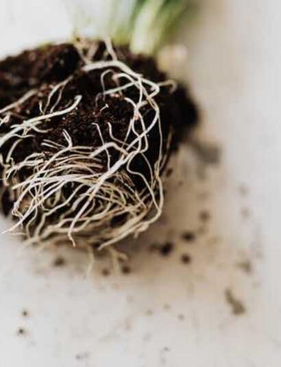 Mycorrhizae provide support during challenging conditions. Entire ecosystems would struggle to survive without the presence of mycorrhizae.