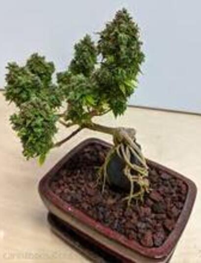Canna bonsai combines the intricate art of bonsai and the vibrant world of cannabis cultivation
