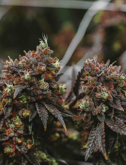 Revegetation, or "reveg," is a technique that allows your cannabis plants to return to the vegetative growth phase after flowering.