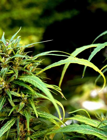 What is Green Manure