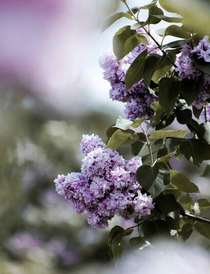 Terpineol contributes significantly to the aromatic profiles of both cannabis flowers and lilac blooms
