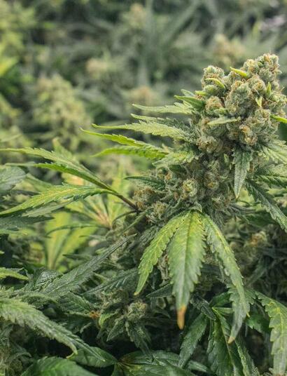 what are the easiest cannabis strains to grow