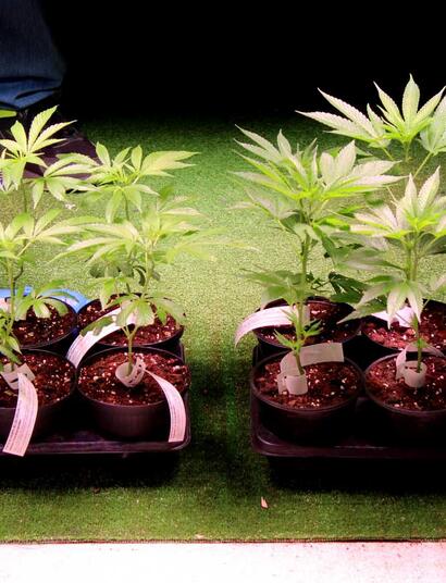 Indica Sativa Trade 2022: i nomi degli stand premiati