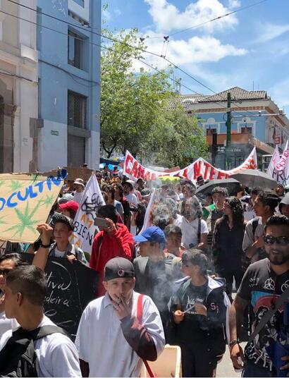 Ecuador Cannábico allanado