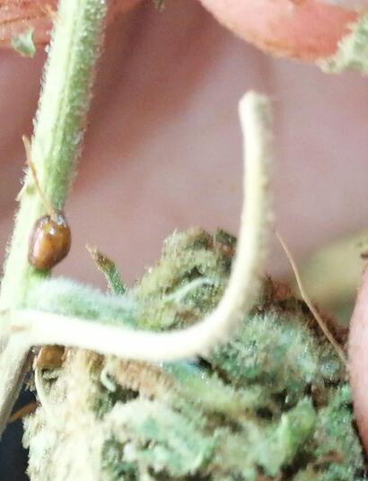 Mielada: pegote de plagas en marihuana