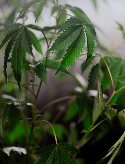 When to Grow Weed Outdoors