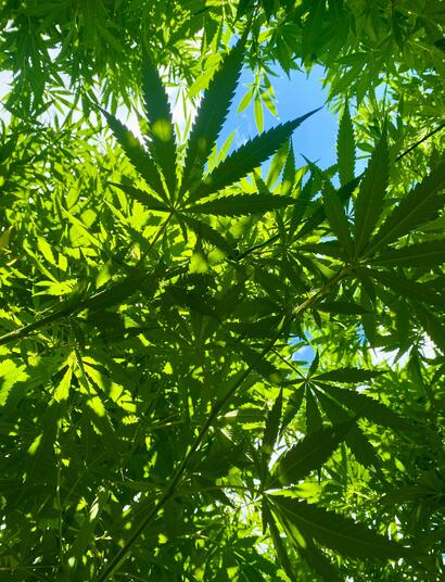 Which regions in the U.S. offer the most favorable climates for cultivating "sun-grown" cannabis?