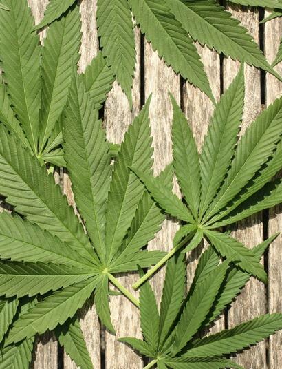 Thailand Tightens Cannabis Regulations