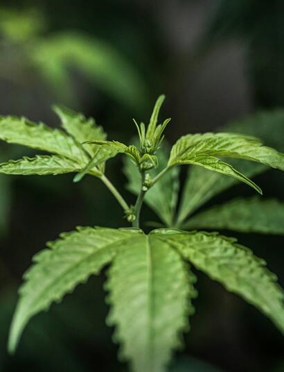 Epsom salts are crystallised magnesium sulfate, a naturally occurring mineral essential for all living organisms