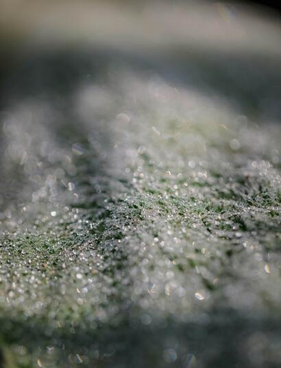 The freeze drying process results in much higher quality hash and extractions. Here we find out why