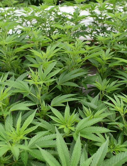 Wie funktionieren die deutschen Cannabis Social Clubs? 