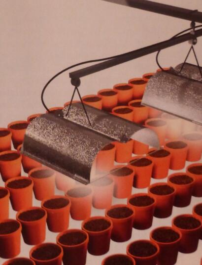 Tout savoir sur la culture hydroponique