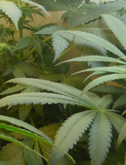 Culture indoor : les 10 astuces pour se préparer à l'hiver