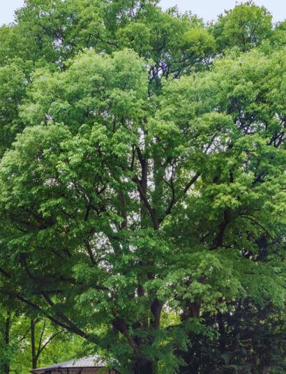 Wiązowiec południowy