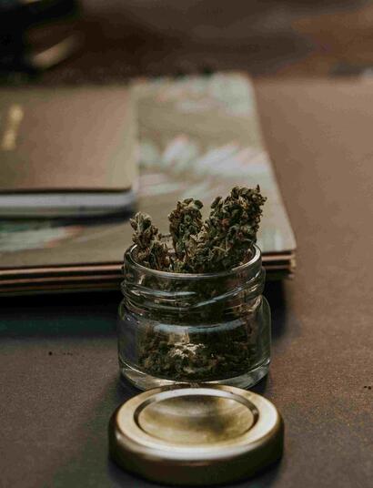 Wyhodowana przez rząd marihuana jest genetycznie bliższa konopi dzikiej niż marihuana sprzedawana w przychodniach.