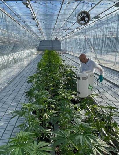 Začíná se pěstovat konopí pro nizozemský experiment