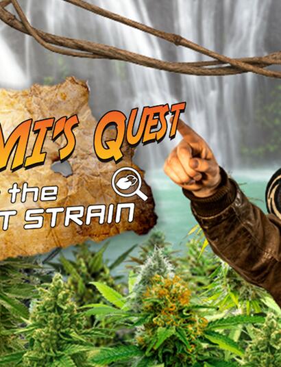 Zammi's Quest