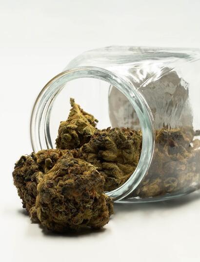 Zkažená marihuana? Poznejte ji podle našich rad