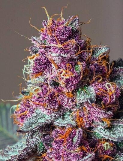 Cannabis