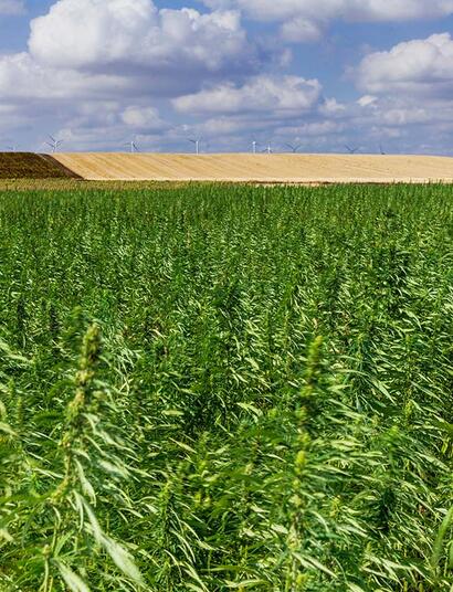 Canapa industriale protagonista del Primo Maggio salentino
