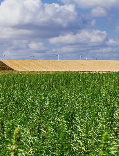 Cannabis 2022: un mercato in ascesa