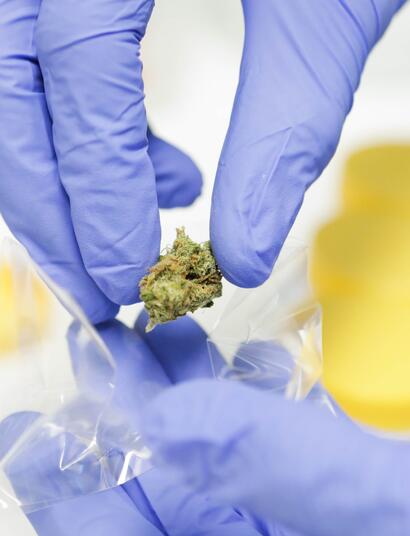 Scarti nella Cannabis medica, parlano i farmacisti