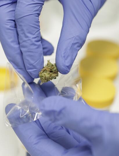 Cannabis: via libera in Calabria all' uso terapeutico