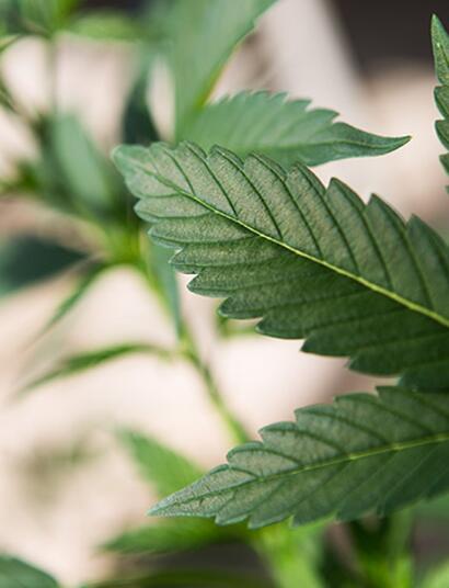 Genova antipro per la fine del proibizionismo