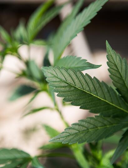 Cile: cannabis alla Costituzione ora