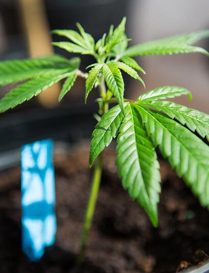 Sospeso dalla Curia il prete che donava cannabis su facebook