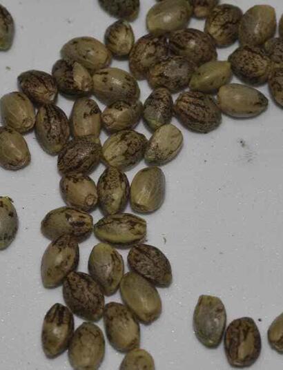 A Beginner’s Guide for Breeding Cannabis Seeds