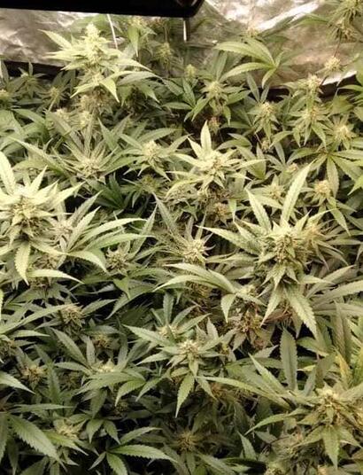 tips for cannabis plants transition stage